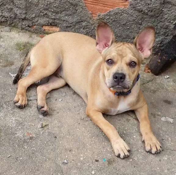 Cachorro ra a SRD-ViraLata idade 7 a 11 meses nome Tom