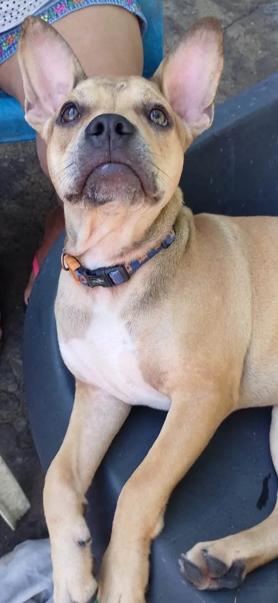 Cachorro ra a SRD-ViraLata idade 7 a 11 meses nome Tom
