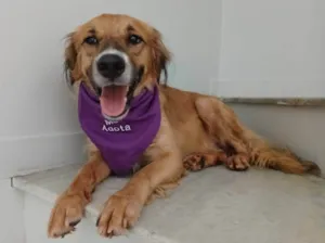 Cachorro raça SRD-ViraLata idade 1 ano nome Kadu