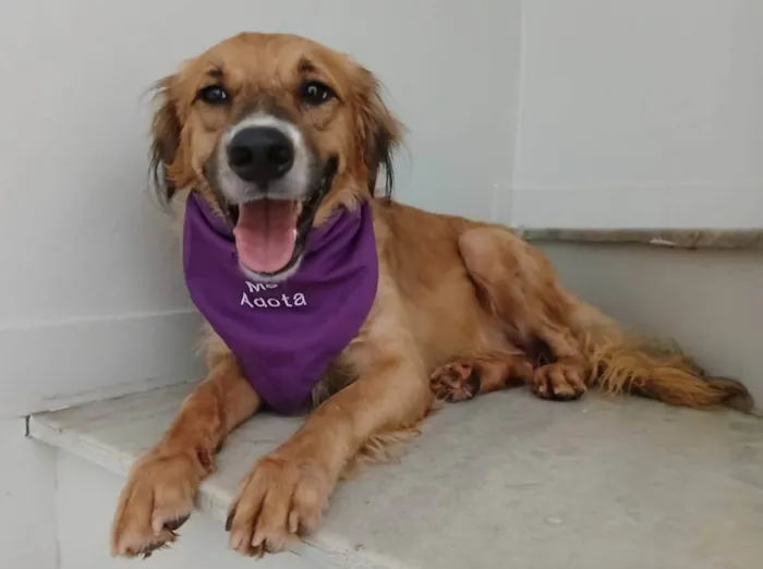 Cachorro ra a SRD-ViraLata idade 1 ano nome Kadu