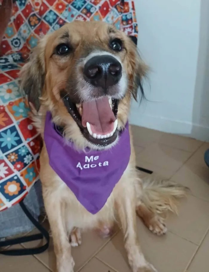 Cachorro ra a SRD-ViraLata idade 1 ano nome Kadu