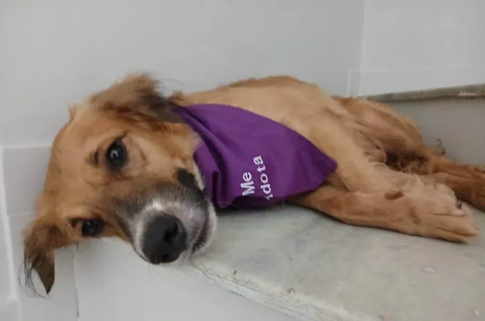 Cachorro ra a SRD-ViraLata idade 1 ano nome Kadu