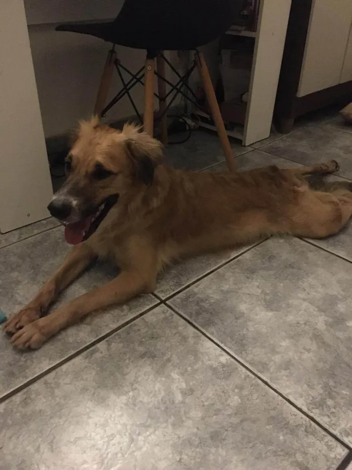 Cachorro ra a SRD-ViraLata idade 1 ano nome Kadu