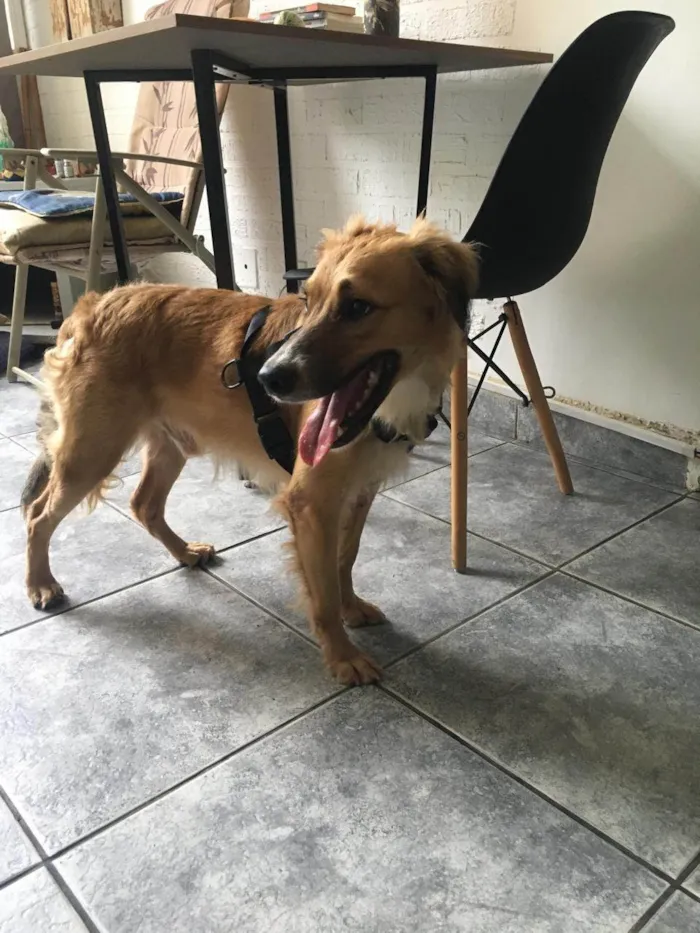 Cachorro ra a SRD-ViraLata idade 1 ano nome Kadu