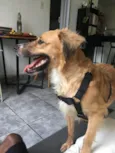 Kadu