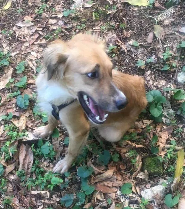 Cachorro ra a SRD-ViraLata idade 1 ano nome Kadu