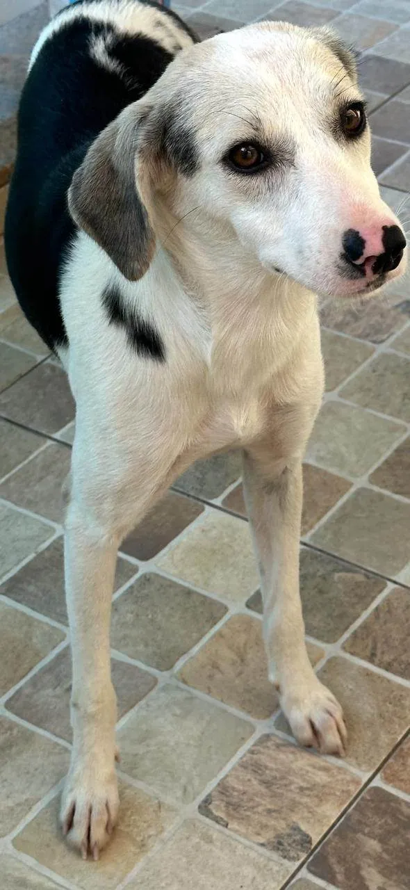 Cachorro ra a SRD-ViraLata idade 1 ano nome Princesa