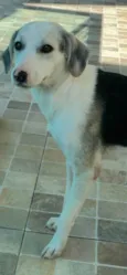 Princesa