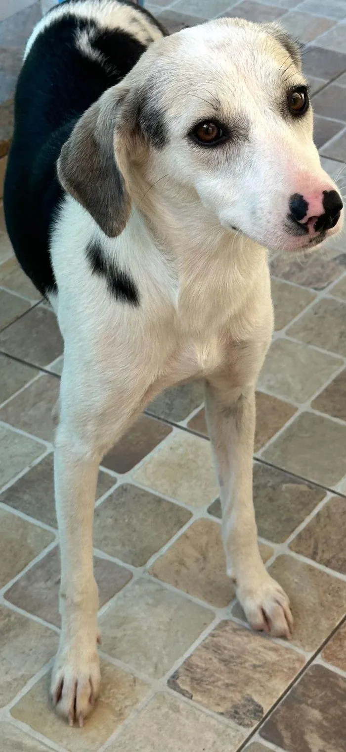 Cachorro ra a SRD-ViraLata idade 1 ano nome Princesa