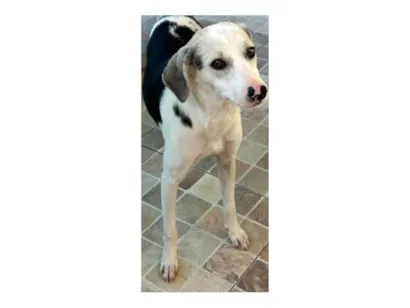 Cachorro raça SRD-ViraLata idade 1 ano nome Princesa