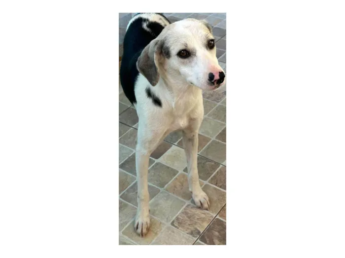 Cachorro ra a SRD-ViraLata idade 1 ano nome Princesa