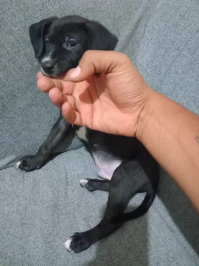 Cachorro raça SRD-ViraLata idade Abaixo de 2 meses nome Lobo