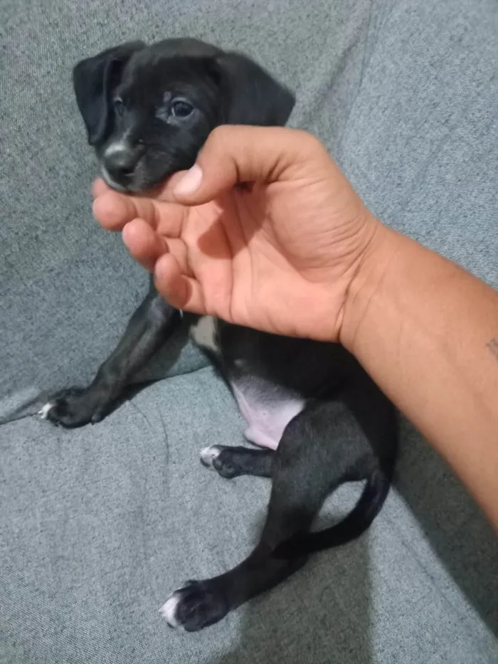 Cachorro ra a SRD-ViraLata idade Abaixo de 2 meses nome Lobo