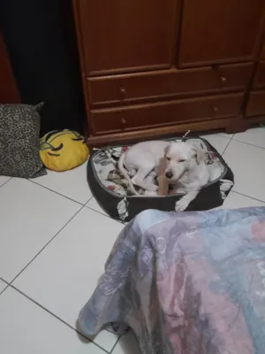 Cachorro raça SRD-ViraLata idade 2 anos nome Bidu