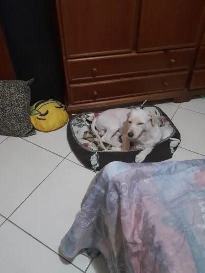 Cachorro raça SRD-ViraLata idade 2 anos nome Bidu