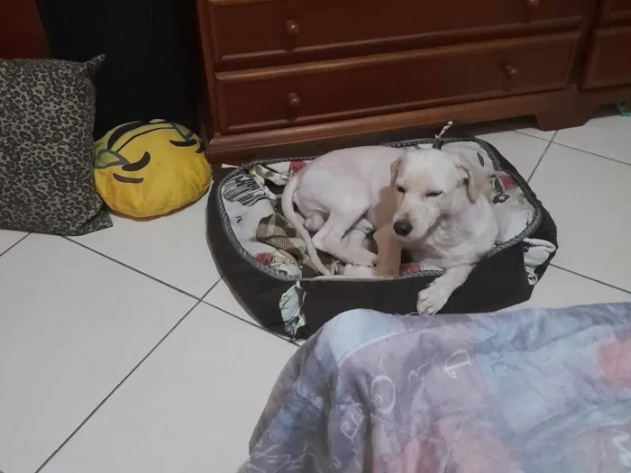 Cachorro ra a SRD-ViraLata idade 2 anos nome Bidu