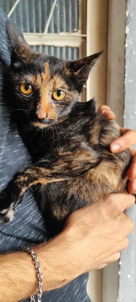 Gato ra a SRD-ViraLata idade 2 a 6 meses nome Filhotes Urgente