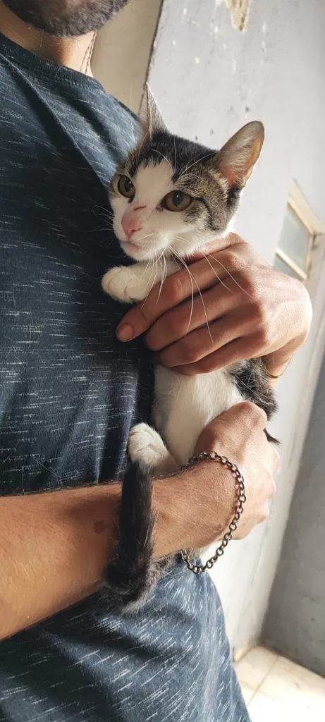 Gato ra a SRD-ViraLata idade 2 a 6 meses nome Filhotes Urgente
