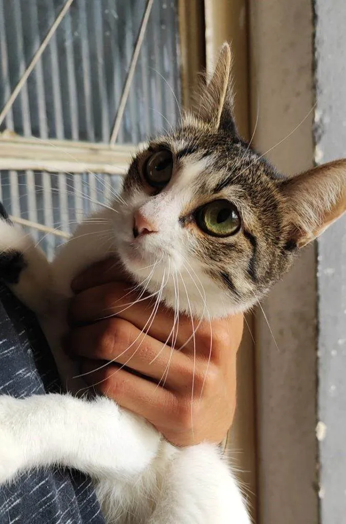 Gato ra a SRD-ViraLata idade 2 a 6 meses nome Filhotes Urgente