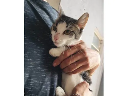 Gato raça SRD-ViraLata idade 2 a 6 meses nome Filhotes Urgente
