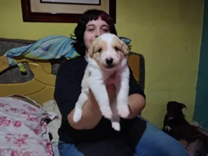 Cachorro raça SRD-ViraLata idade Abaixo de 2 meses nome Sem nome 