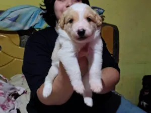 Cachorro raça SRD-ViraLata idade Abaixo de 2 meses nome Sem nome 