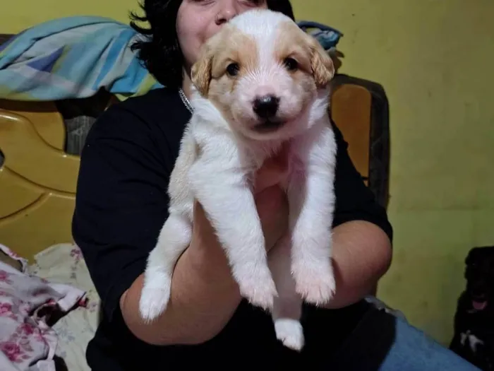Cachorro ra a SRD-ViraLata idade Abaixo de 2 meses nome Sem nome 