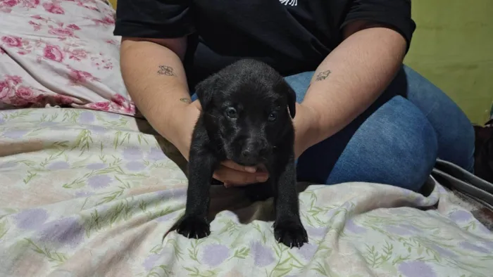 Cachorro ra a SRD-ViraLata idade 2 a 6 meses nome Sem nome 