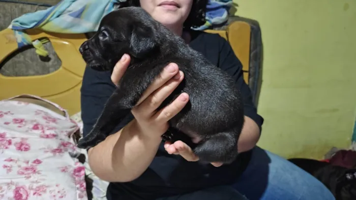 Cachorro ra a SRD-ViraLata idade 2 a 6 meses nome Sem nome 