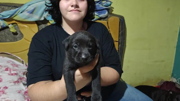 Cachorro ra a SRD-ViraLata idade 2 a 6 meses nome Sem nome 