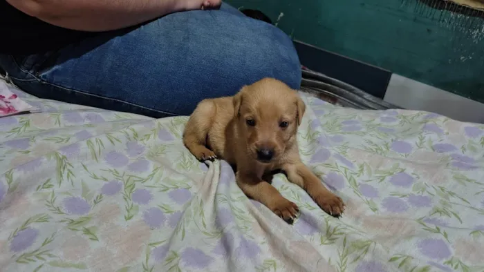Cachorro ra a SRD-ViraLata idade 2 a 6 meses nome Sem nome 