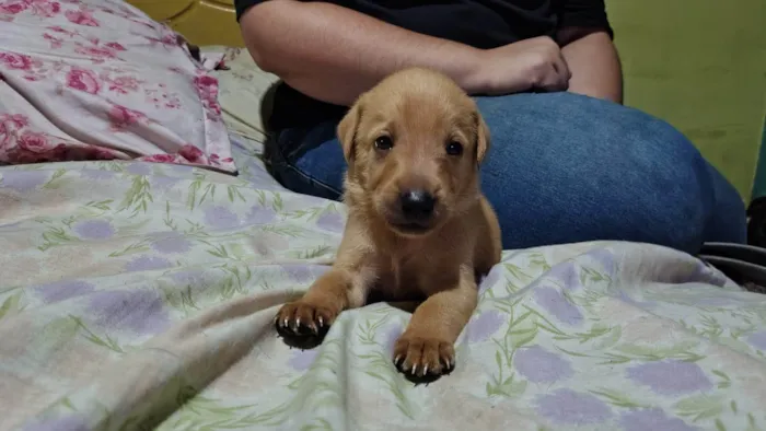 Cachorro ra a SRD-ViraLata idade 2 a 6 meses nome Sem nome 