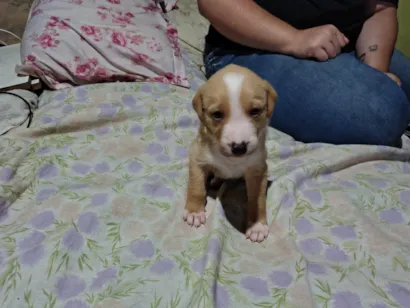 Cachorro raça SRD-ViraLata idade 2 a 6 meses nome Sem nome 