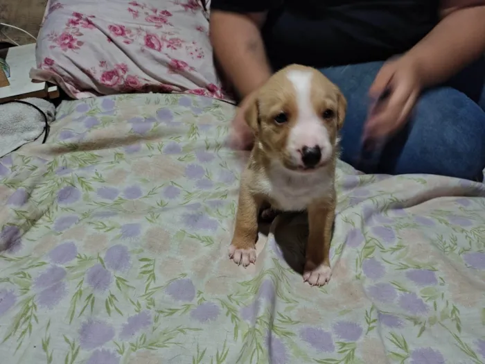 Cachorro ra a SRD-ViraLata idade 2 a 6 meses nome Sem nome 