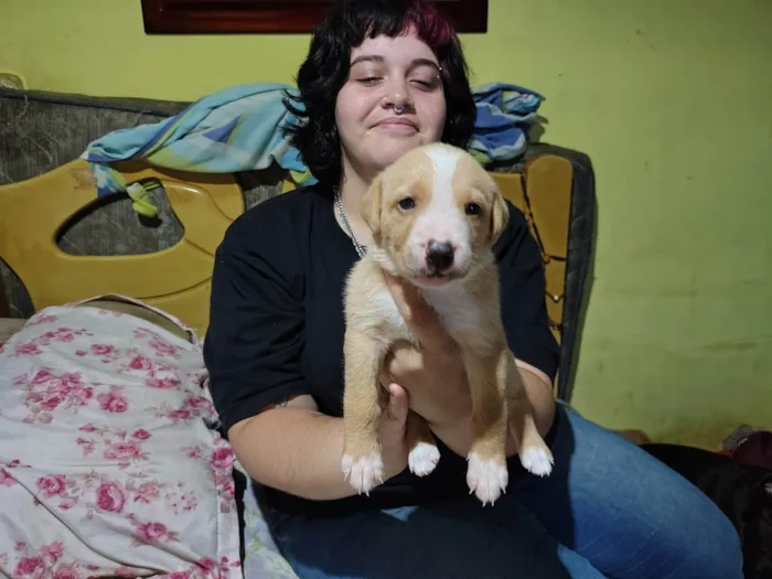 Cachorro ra a SRD-ViraLata idade 2 a 6 meses nome Sem nome 