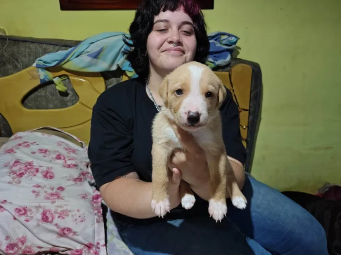 Cachorro ra a SRD-ViraLata idade 2 a 6 meses nome Sem nome 