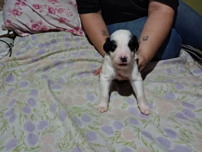 Cachorro ra a SRD-ViraLata idade 2 a 6 meses nome Sem nome 