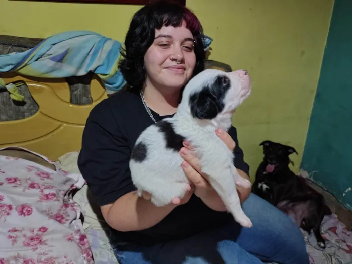 Cachorro ra a SRD-ViraLata idade 2 a 6 meses nome Sem nome 