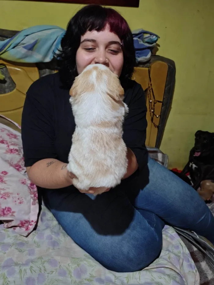 Cachorro ra a SRD-ViraLata idade 2 a 6 meses nome Sem nome 