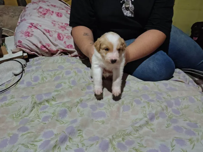 Cachorro ra a SRD-ViraLata idade 2 a 6 meses nome Sem nome 