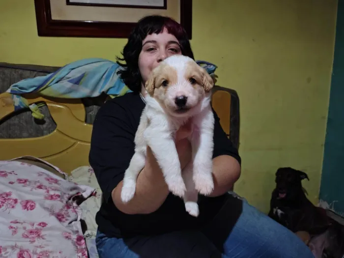 Cachorro ra a SRD-ViraLata idade 2 a 6 meses nome Sem nome 