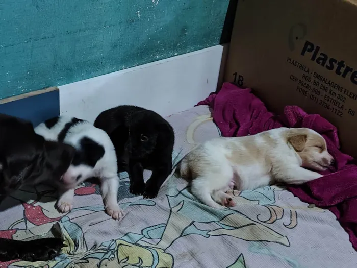 Cachorro ra a SRD-ViraLata idade 2 a 6 meses nome Sem nome 