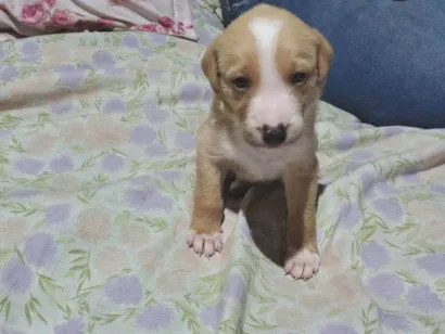 Cachorro raça SRD-ViraLata idade 2 a 6 meses nome Sem nome 