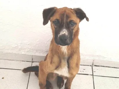 Cachorro raça SRD-ViraLata idade 5 anos nome Kobe