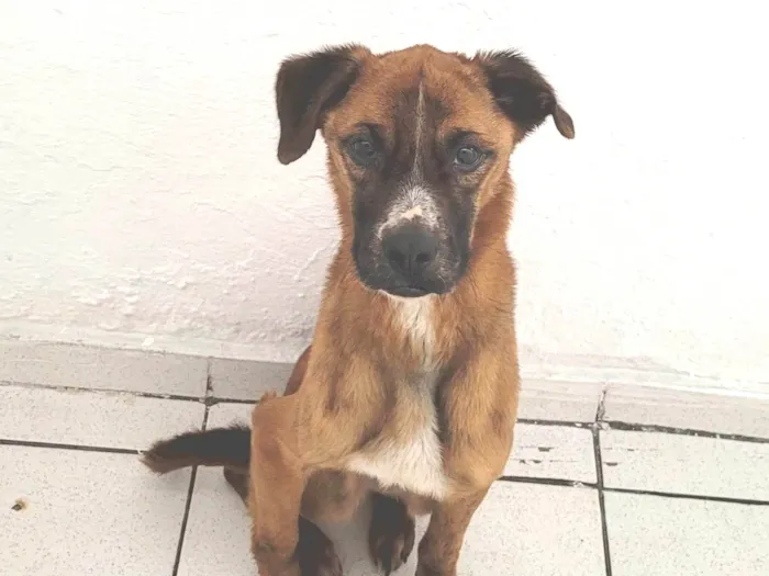 Cachorro ra a SRD-ViraLata idade 5 anos nome Kobe