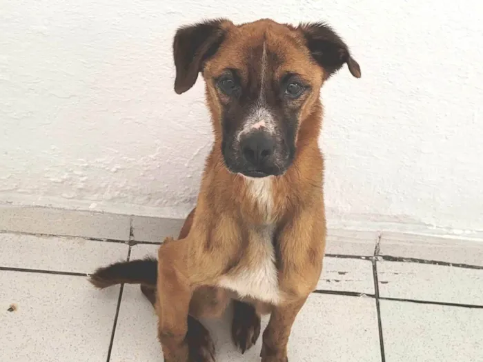 Cachorro ra a SRD-ViraLata idade 5 anos nome Kobe