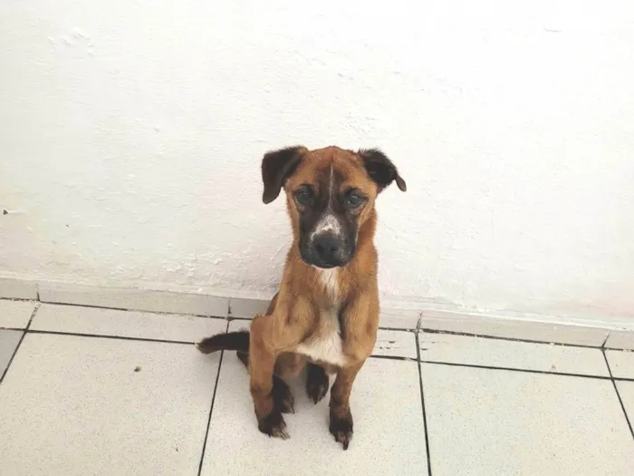 Cachorro ra a SRD-ViraLata idade 5 anos nome Kobe