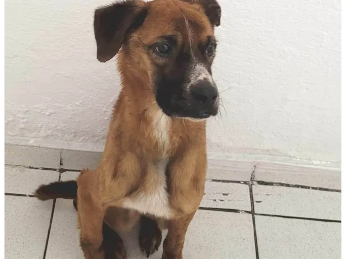 Cachorro ra a SRD-ViraLata idade 5 anos nome Kobe