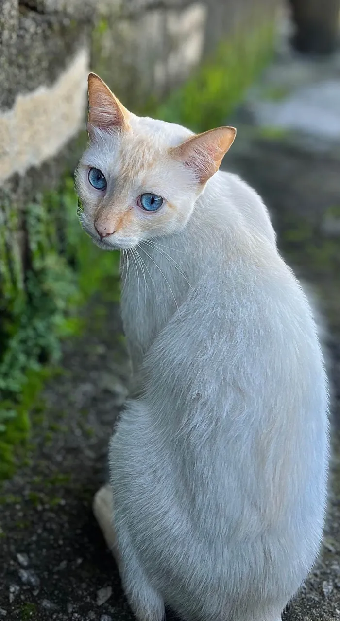 Gato ra a SRD-ViraLata idade 2 a 6 meses nome Gerald
