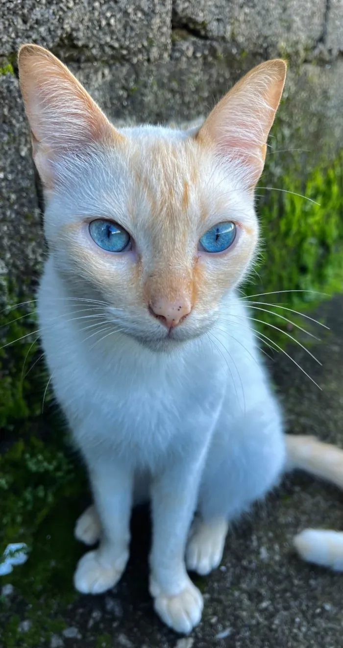 Gato ra a SRD-ViraLata idade 2 a 6 meses nome Gerald
